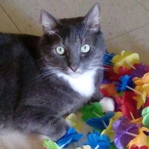 Meet your Posher, Laurie dunlap